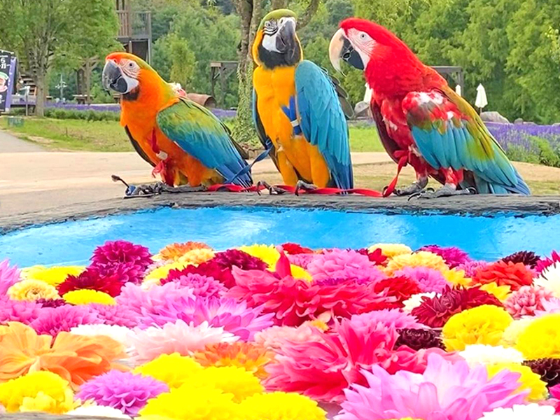 しあわせいんこ｜岡山・広島でコンゴウインコと気軽にふれあえる／出張・イベントお任せください！53