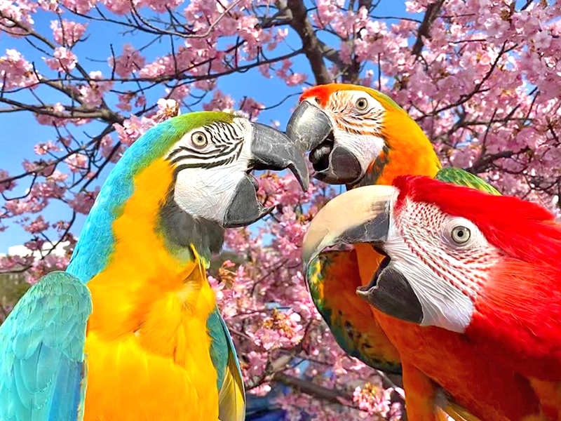 しあわせいんこ｜岡山・広島でコンゴウインコと気軽にふれあえる／出張・イベントお任せください！52