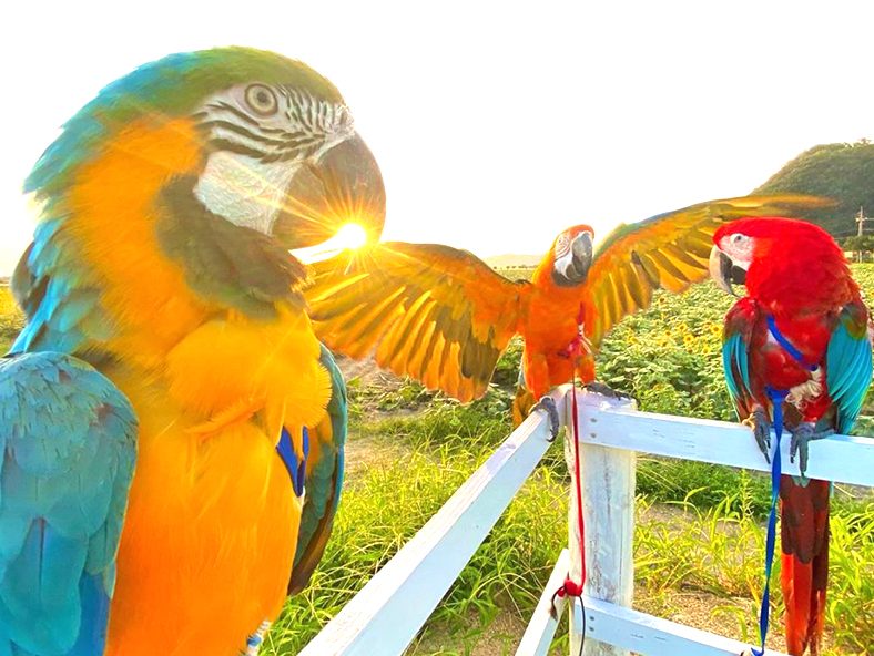 しあわせいんこ｜岡山・広島でコンゴウインコと気軽にふれあえる／出張・イベントお任せください！54