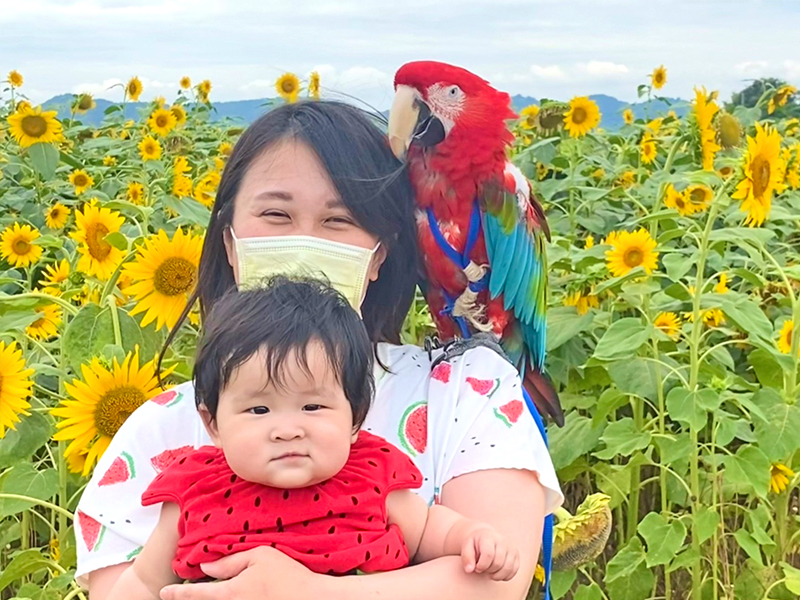 しあわせいんこ｜岡山・広島でコンゴウインコと気軽にふれあえる／出張・イベントお任せください！36