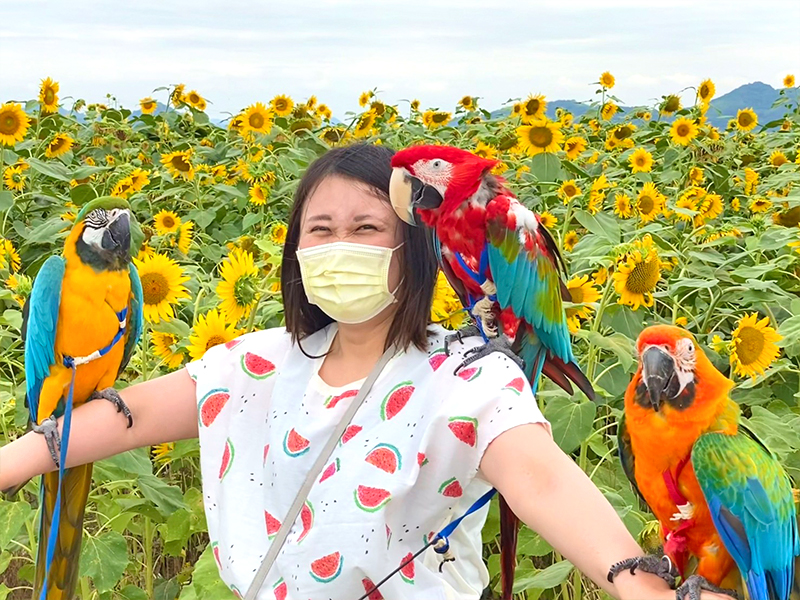 しあわせいんこ｜岡山・広島でコンゴウインコと気軽にふれあえる／出張・イベントお任せください！37